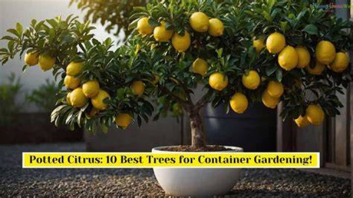 Can you grow citrus trees in pots?