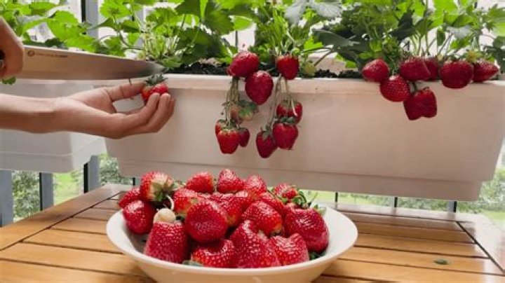 Can you grow strawberries indoors in the winter?