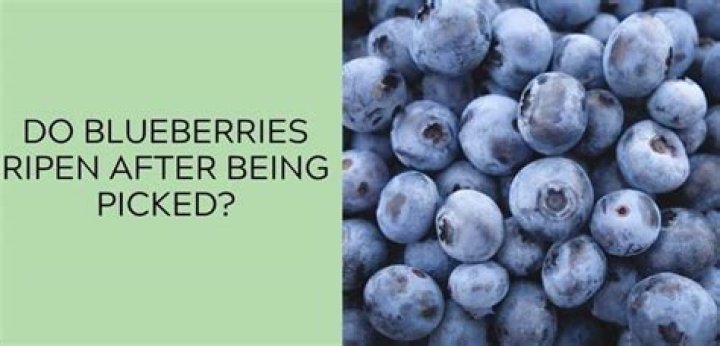 Do blueberries ripen once picked?