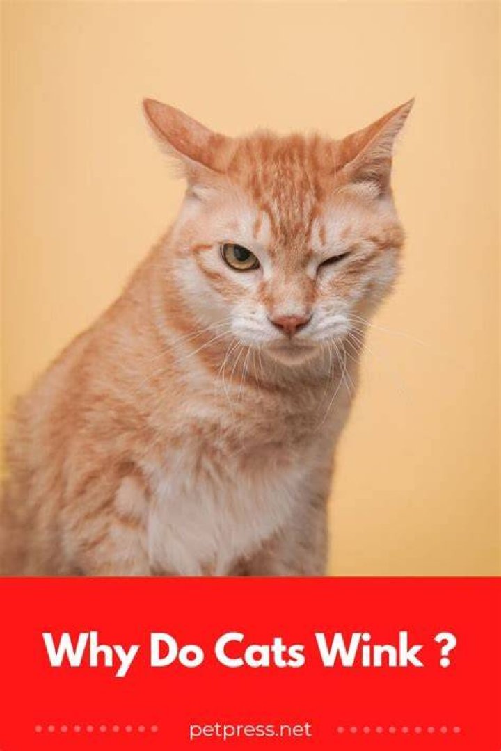 Do cats wink?