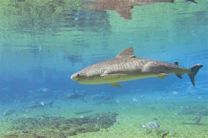 Do sharks sink when they stop swimming?