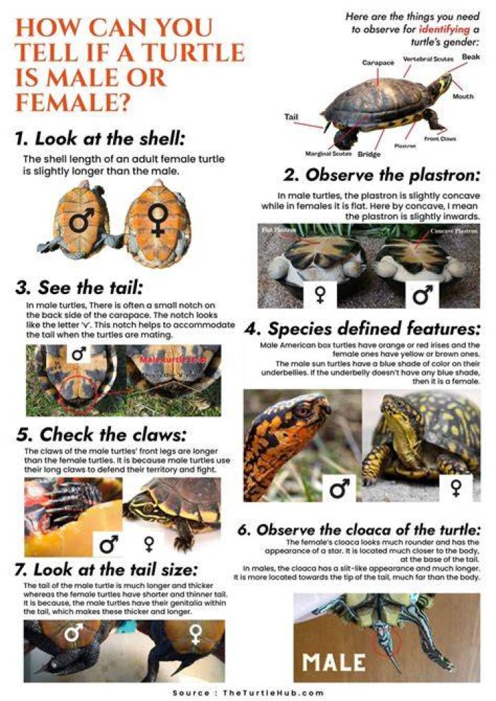 How can you tell the sex of a baby box turtle?