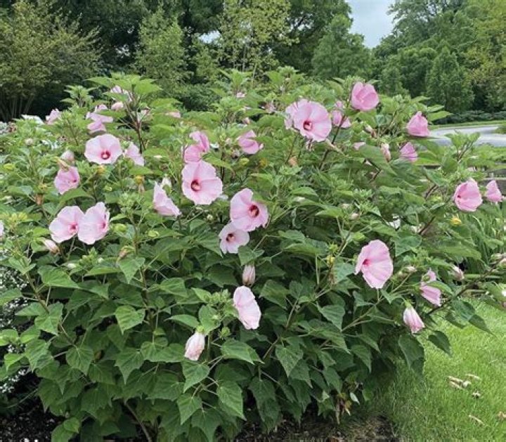 How do you plant rose mallow?