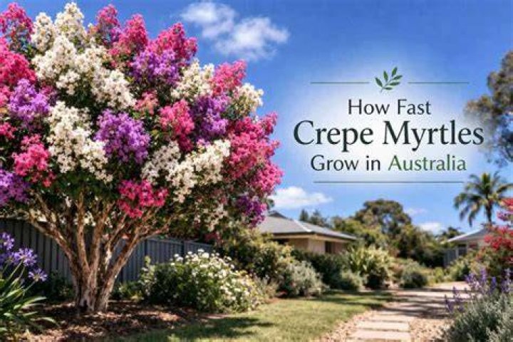 How fast do crepe myrtles grow?