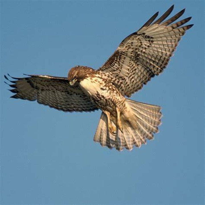 What are hawks known for?