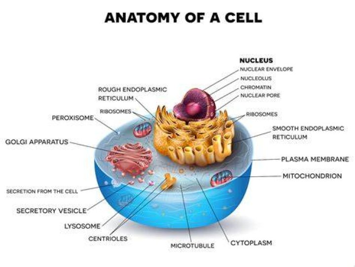 What are the structures that are located inside the cell called?