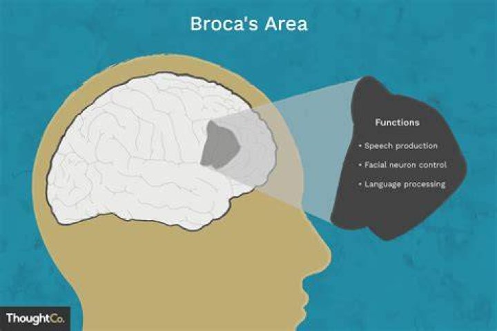 What does the Broca's area do?