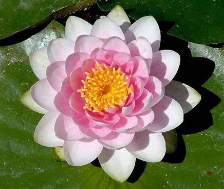 What flower is on a lily pad?