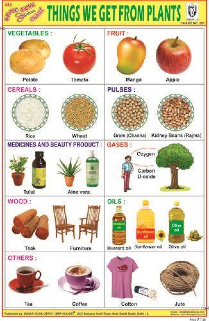 What food items we get from plants?