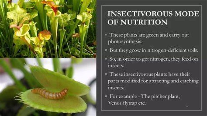 What is insectivorous nutrition mode?