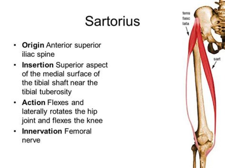 What is the insertion of the Sartorius?